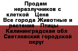 Продам 2 неразлучников с клеткой › Цена ­ 2 500 - Все города Животные и растения » Птицы   . Калининградская обл.,Светловский городской округ 